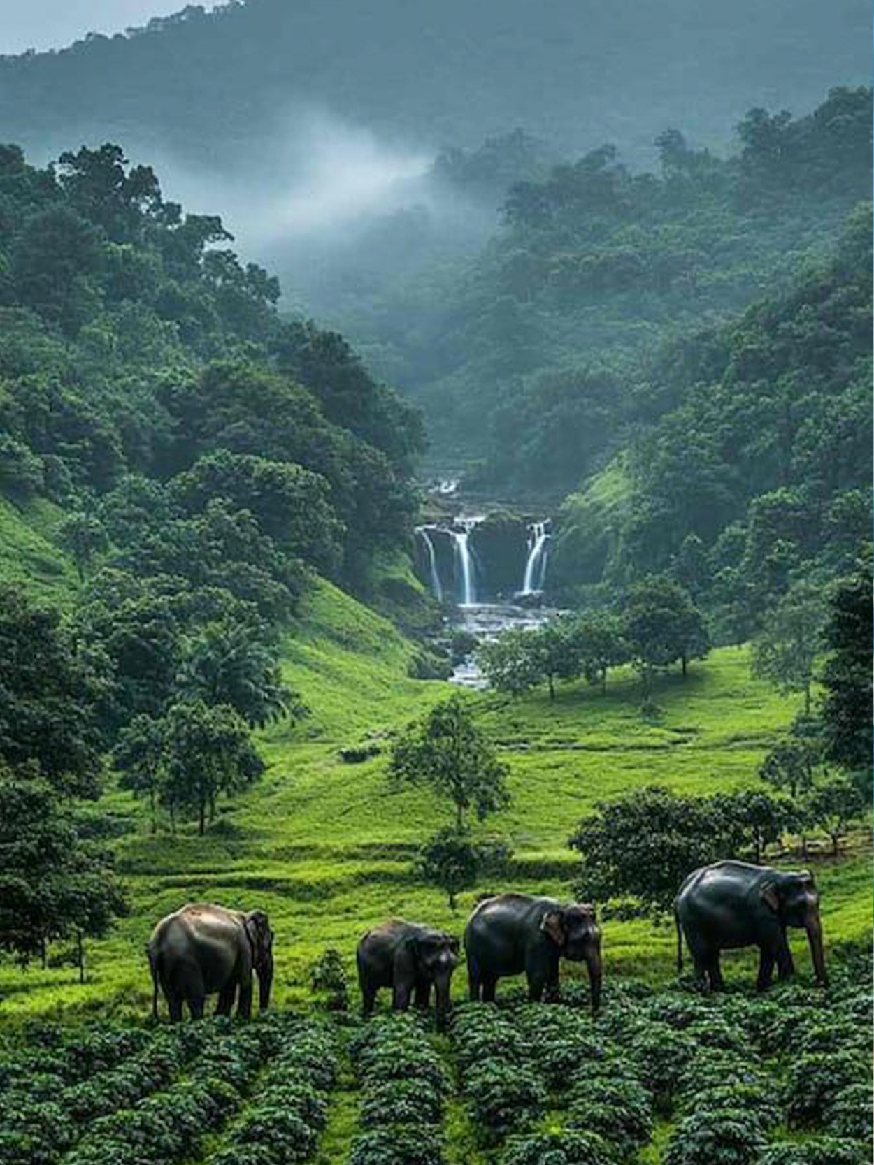 Wayanad